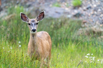 Mule deer in Silverton Colorado, looking at the camera
