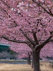 桜道