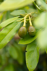 avocado (palta) green fruit hanging on the tree