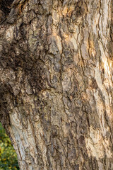Close up vertical shot of aged big tree stump with rugged bark