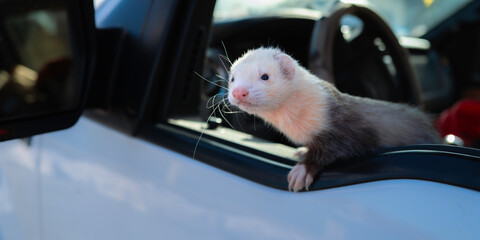 A white-headed ferret looking out of the driver's seat in the car