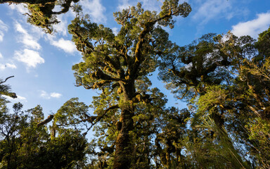 New Zealand Trees