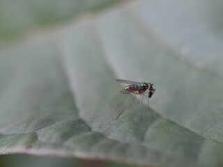 macro of a fly