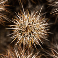 Looking Down On An Engelmann's Hedgehog Cactus