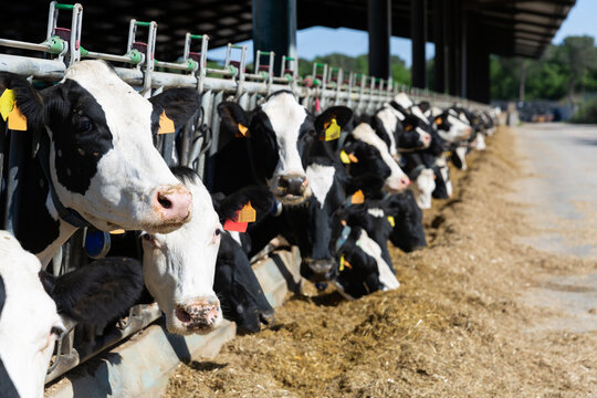 Modern farm cowshed with milking cows eating hay