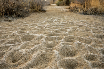 Low Angle Of Frost On Sandy Footprints