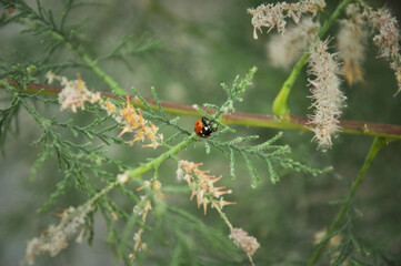 Ladybug close up in nature with green plants