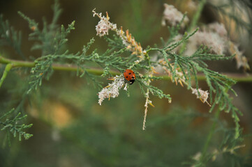 Ladybug close up in nature with green plants