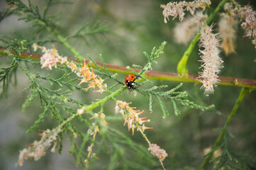 Ladybug close up in nature with green plants