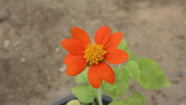 bright orange mexican sunflower or tree marigold or mexican tournesol or japanese sunflower, waving in wind,closeup in natural background
