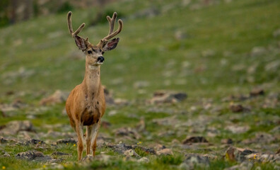 Male Mule Deer Stands At Attention
