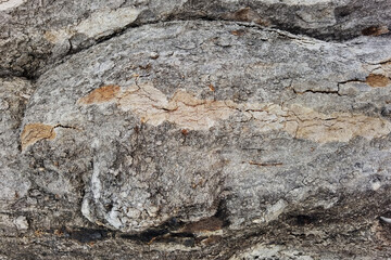 close up of old wooden texture for background                                         