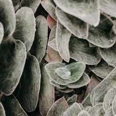 close up of a plant