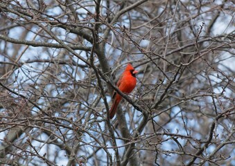 red cardinal on a branch in winter