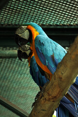 close-up a macaws in the open zoo
