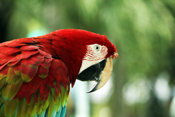 close-up a macaws in the open zoo