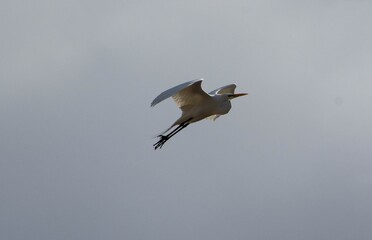 Egret Flying in the sky on a cloudy day