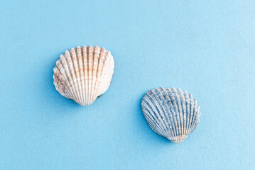 Two seashells agains light blue background