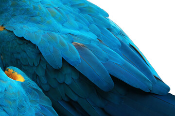 Fototapeta premium close up a feathers of macaws