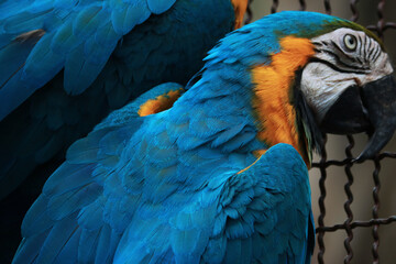 close-up a macaws in the open zoo