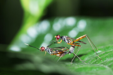 A fly insect mating on green leaf