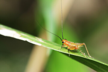 A cricket on green leaf