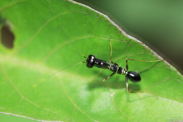 a black boxing grasshopper on leaf
