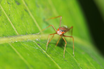 A mimic ant spider on green leaf