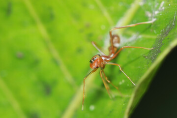 A mimic ant spider on green leaf