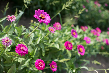 pink zinnia flowers with bumble bee in spring and summer