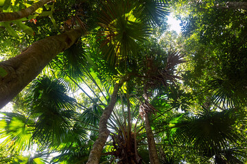 A topical rainforest tree canopy with palms and rainforest trees filtering the light.