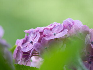 紫陽花