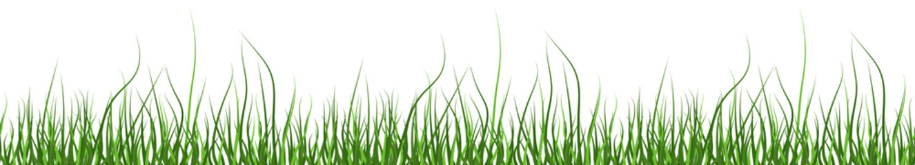 Multicolor green grass. Seamless pattern from left to right. Horizontal on white background. Illustration.
