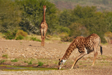 The tallest creature on earth. Shot of giraffes in their natural habitat.