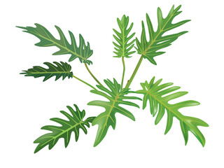 Greenery Leaves isolated on white background