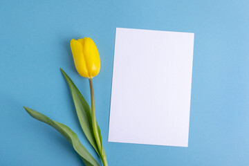 Yellow tulip flower and white post card copy space on blue background.Russia ukraine conflict....