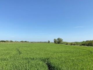 Fototapeta premium rice field in country Thailand
