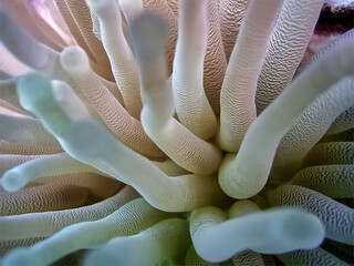 Giant Caribbean Sea Anemone in the waters of Bonaire