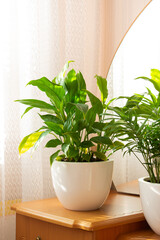 Green tropical plant on a bedside table with a mirror. The concept of home floriculture.