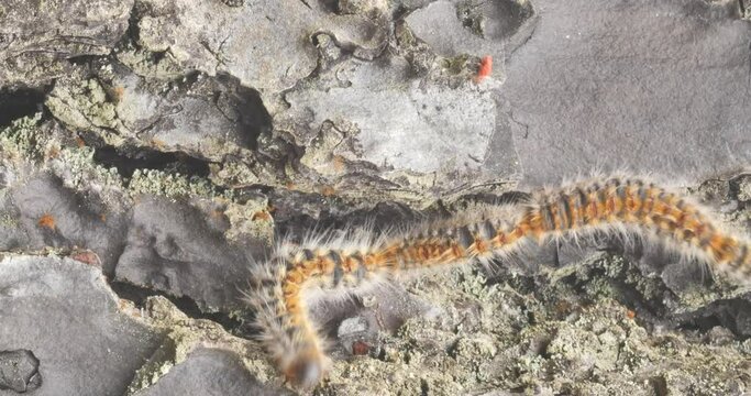 4k video of processionary caterpillars descending from a lele tailed pine