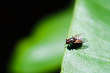 Naklejka premium a fly on a green leaf