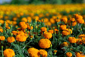 selective focus orange marigolds in the garden because the flowers are in full bloom orange prince The trunk is strong and compact. Bloom at the same time can be planted in any season