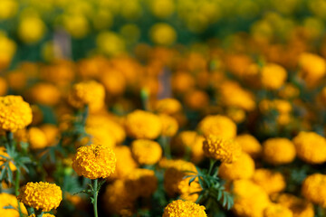 selective focus orange marigolds in the garden because the flowers are in full bloom orange prince The trunk is strong and compact. Bloom at the same time can be planted in any season