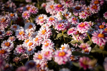 selective focus zinnia white, pink, yellow, beautiful zinnia There is space for the text Zinnia Double Zahara Raspberry Ripple.