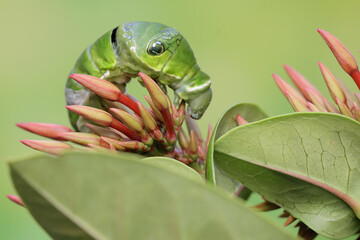 A green caterpillar is crawling on a wildflower. This insect likes fruit, flowers and young leaves. 