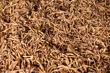 Many Kaempferia on the ground. Kaempferia that grows naturally that villagers in the forest sell. Herbs that have many medicinal properties in Thailand