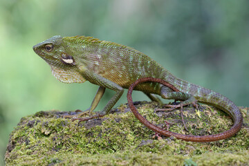 A green crested lizard (Bronchocela jubata) is sunbathing before starting its daily activities.