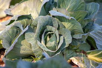 head of cabbage