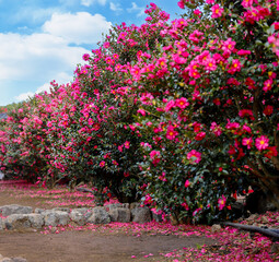 동백꽃(Camellia flower)