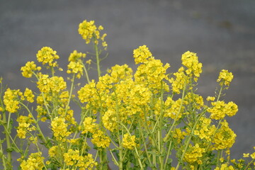 canola flower closed up